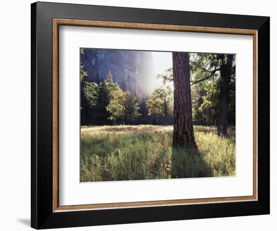 California, Sierra Nevada, Yosemite National Park, Sunset and a Ponderosa Pine-Christopher Talbot Frank-Framed Photographic Print