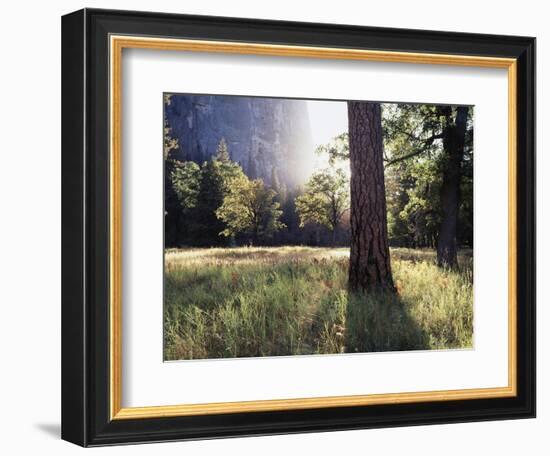 California, Sierra Nevada, Yosemite National Park, Sunset and a Ponderosa Pine-Christopher Talbot Frank-Framed Photographic Print