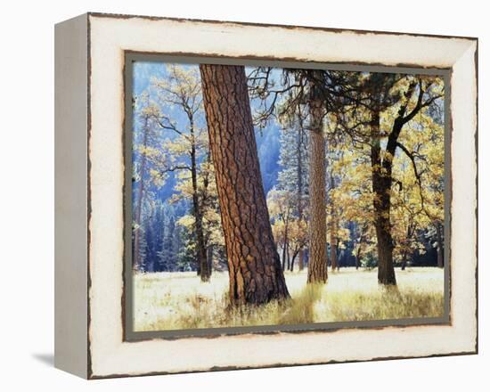 California, Sierra Nevada, Yosemite National Park, Trees in Yosemite Valley-Christopher Talbot Frank-Framed Premier Image Canvas