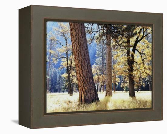 California, Sierra Nevada, Yosemite National Park, Trees in Yosemite Valley-Christopher Talbot Frank-Framed Premier Image Canvas