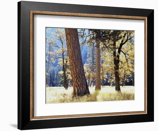California, Sierra Nevada, Yosemite National Park, Trees in Yosemite Valley-Christopher Talbot Frank-Framed Photographic Print