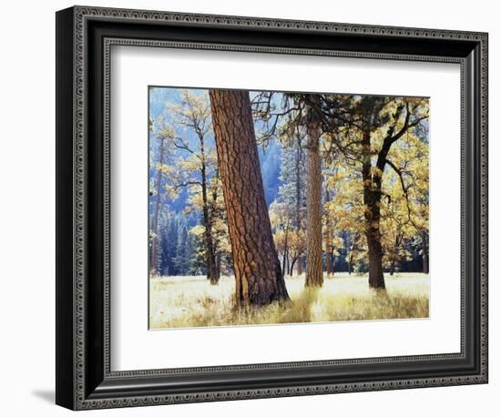 California, Sierra Nevada, Yosemite National Park, Trees in Yosemite Valley-Christopher Talbot Frank-Framed Photographic Print