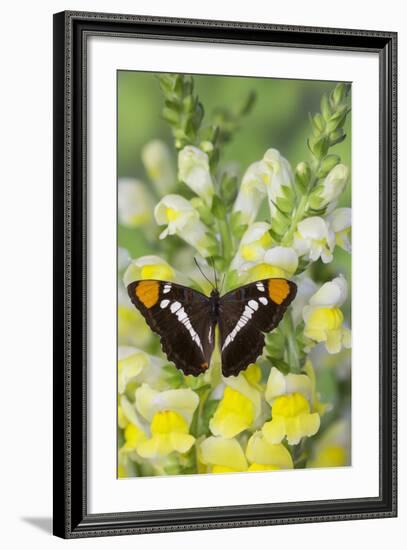 California Sister Butterfly on Yellow and White Snapdragon Flowers-Darrell Gulin-Framed Photographic Print