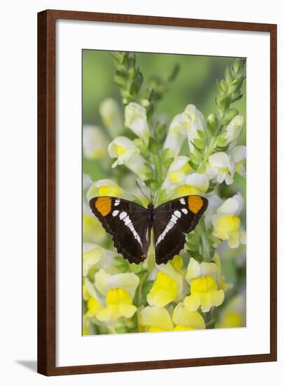 California Sister Butterfly on Yellow and White Snapdragon Flowers-Darrell Gulin-Framed Photographic Print