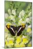 California Sister Butterfly on Yellow and White Snapdragon Flowers-Darrell Gulin-Mounted Photographic Print