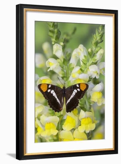 California Sister Butterfly on Yellow and White Snapdragon Flowers-Darrell Gulin-Framed Photographic Print