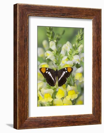 California Sister Butterfly on Yellow and White Snapdragon Flowers-Darrell Gulin-Framed Photographic Print