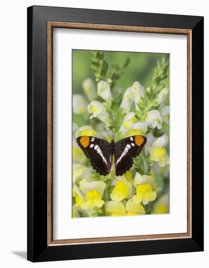 California Sister Butterfly on Yellow and White Snapdragon Flowers-Darrell Gulin-Framed Photographic Print