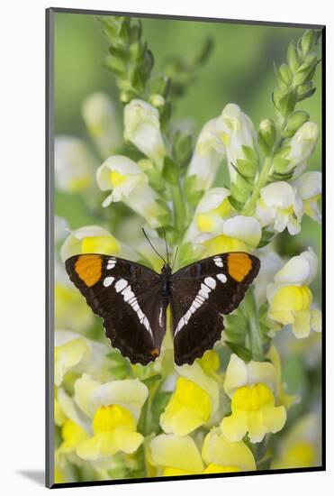 California Sister Butterfly on Yellow and White Snapdragon Flowers-Darrell Gulin-Mounted Photographic Print