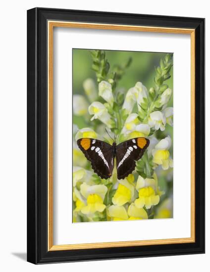 California Sister Butterfly on Yellow and White Snapdragon Flowers-Darrell Gulin-Framed Photographic Print