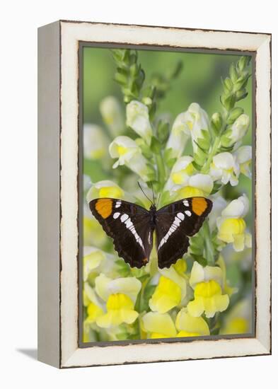 California Sister Butterfly on Yellow and White Snapdragon Flowers-Darrell Gulin-Framed Premier Image Canvas