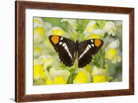 California Sister Butterfly on Yellow and White Snapdragon Flowers-Darrell Gulin-Framed Photographic Print