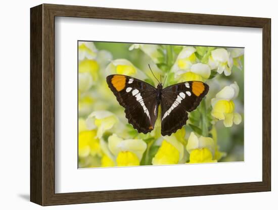 California Sister Butterfly on Yellow and White Snapdragon Flowers-Darrell Gulin-Framed Photographic Print