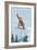 California - Snowboarder Jumping-Lantern Press-Framed Art Print