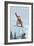 California - Snowboarder Jumping-Lantern Press-Framed Art Print