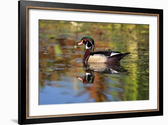 California. Swimming Wood Duck-Jaynes Gallery-Framed Photographic Print