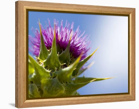 California Thistle, Cirsium Arvense, Lafayette Reservoir, Lafayette, California, Usa-Paul Colangelo-Framed Premier Image Canvas