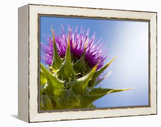 California Thistle, Cirsium Arvense, Lafayette Reservoir, Lafayette, California, Usa-Paul Colangelo-Framed Premier Image Canvas