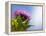 California Thistle, Cirsium Arvense, Lafayette Reservoir, Lafayette, California, Usa-Paul Colangelo-Framed Premier Image Canvas