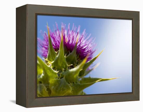 California Thistle, Cirsium Arvense, Lafayette Reservoir, Lafayette, California, Usa-Paul Colangelo-Framed Premier Image Canvas