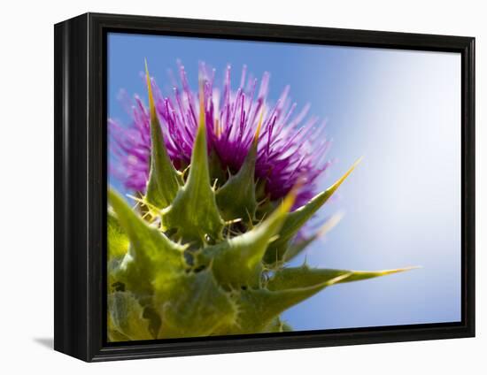 California Thistle, Cirsium Arvense, Lafayette Reservoir, Lafayette, California, Usa-Paul Colangelo-Framed Premier Image Canvas