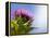 California Thistle, Cirsium Arvense, Lafayette Reservoir, Lafayette, California, Usa-Paul Colangelo-Framed Premier Image Canvas