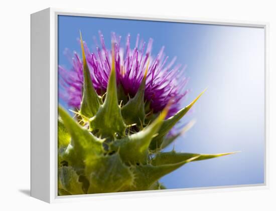 California Thistle, Cirsium Arvense, Lafayette Reservoir, Lafayette, California, Usa-Paul Colangelo-Framed Premier Image Canvas