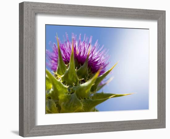 California Thistle, Cirsium Arvense, Lafayette Reservoir, Lafayette, California, Usa-Paul Colangelo-Framed Photographic Print