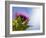 California Thistle, Cirsium Arvense, Lafayette Reservoir, Lafayette, California, Usa-Paul Colangelo-Framed Photographic Print