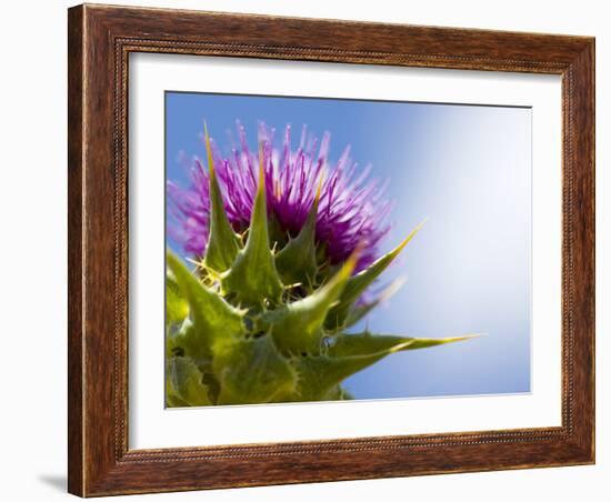 California Thistle, Cirsium Arvense, Lafayette Reservoir, Lafayette, California, Usa-Paul Colangelo-Framed Photographic Print