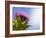 California Thistle, Cirsium Arvense, Lafayette Reservoir, Lafayette, California, Usa-Paul Colangelo-Framed Photographic Print