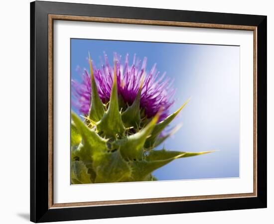 California Thistle, Cirsium Arvense, Lafayette Reservoir, Lafayette, California, Usa-Paul Colangelo-Framed Photographic Print