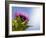 California Thistle, Cirsium Arvense, Lafayette Reservoir, Lafayette, California, Usa-Paul Colangelo-Framed Photographic Print