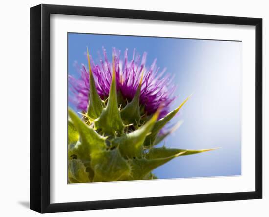 California Thistle, Cirsium Arvense, Lafayette Reservoir, Lafayette, California, Usa-Paul Colangelo-Framed Photographic Print