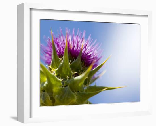 California Thistle, Cirsium Arvense, Lafayette Reservoir, Lafayette, California, Usa-Paul Colangelo-Framed Photographic Print