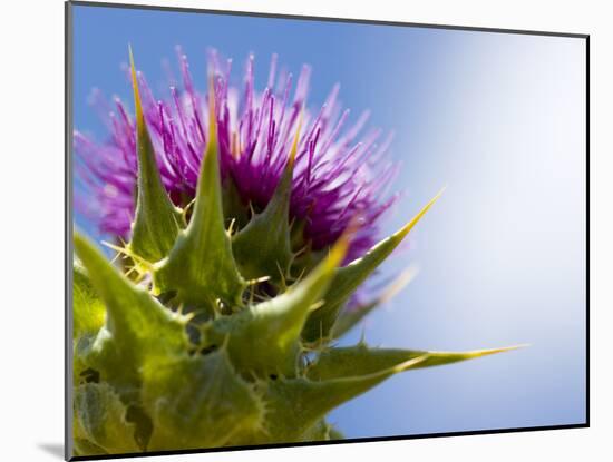 California Thistle, Cirsium Arvense, Lafayette Reservoir, Lafayette, California, Usa-Paul Colangelo-Mounted Photographic Print