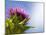 California Thistle, Cirsium Arvense, Lafayette Reservoir, Lafayette, California, Usa-Paul Colangelo-Mounted Photographic Print