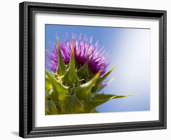 California Thistle, Cirsium Arvense, Lafayette Reservoir, Lafayette, California, Usa-Paul Colangelo-Framed Photographic Print