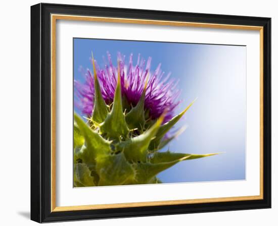 California Thistle, Cirsium Arvense, Lafayette Reservoir, Lafayette, California, Usa-Paul Colangelo-Framed Photographic Print