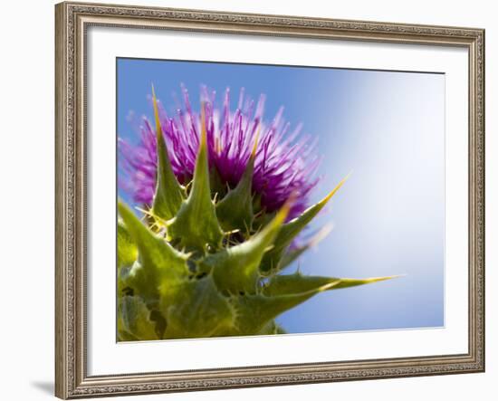 California Thistle, Cirsium Arvense, Lafayette Reservoir, Lafayette, California, Usa-Paul Colangelo-Framed Photographic Print