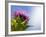 California Thistle, Cirsium Arvense, Lafayette Reservoir, Lafayette, California, Usa-Paul Colangelo-Framed Photographic Print