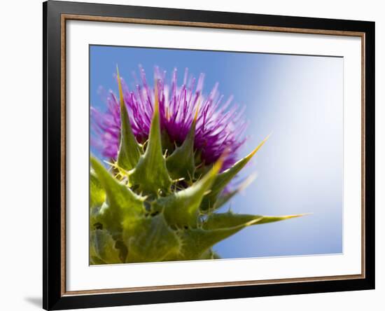 California Thistle, Cirsium Arvense, Lafayette Reservoir, Lafayette, California, Usa-Paul Colangelo-Framed Photographic Print