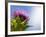 California Thistle, Cirsium Arvense, Lafayette Reservoir, Lafayette, California, Usa-Paul Colangelo-Framed Photographic Print