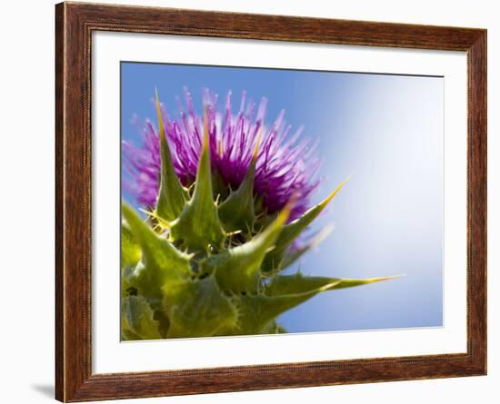 California Thistle, Cirsium Arvense, Lafayette Reservoir, Lafayette, California, Usa-Paul Colangelo-Framed Photographic Print