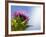 California Thistle, Cirsium Arvense, Lafayette Reservoir, Lafayette, California, Usa-Paul Colangelo-Framed Photographic Print