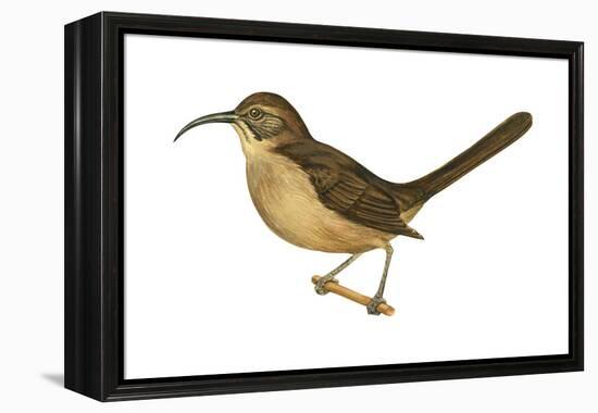 California Thrasher (Toxostoma Redivivum), Birds-Encyclopaedia Britannica-Framed Stretched Canvas