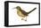California Thrasher (Toxostoma Redivivum), Birds-Encyclopaedia Britannica-Framed Stretched Canvas