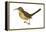 California Thrasher (Toxostoma Redivivum), Birds-Encyclopaedia Britannica-Framed Stretched Canvas