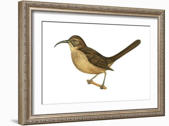 California Thrasher (Toxostoma Redivivum), Birds-Encyclopaedia Britannica-Framed Art Print