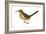 California Thrasher (Toxostoma Redivivum), Birds-Encyclopaedia Britannica-Framed Art Print
